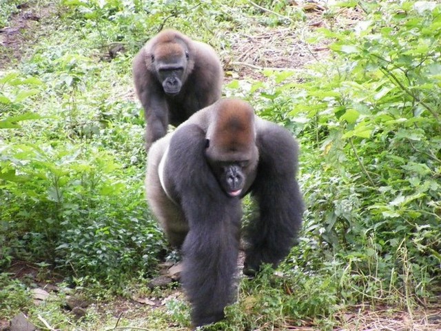 " Le royaume des gorilles"